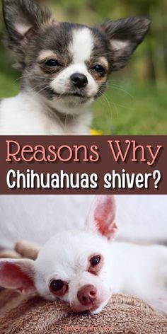 two small dogs with the caption reason why chihuahuas silver?