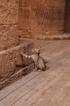 a small kitten sitting on the ground next to a wall and looking up at something