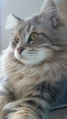 a fluffy gray cat laying on top of a table next to a window with green eyes