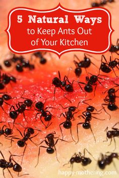 ants on top of a piece of watermelon with text overlay that reads 5 natural ways to keep ants out of your kitchen