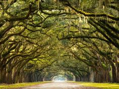 the road is lined with trees covered in spanish moss