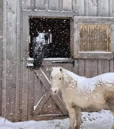 a white horse standing in the snow next to a barn