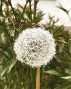 a dandelion is in the foreground with other plants in the back ground