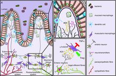 image Systemic Inflammation, Immune Cells, Motor Neuron, Nerve Fiber, Parasympathetic Nervous System