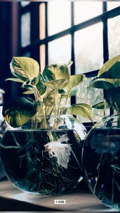 two fish bowls with plants in them sitting on a window sill