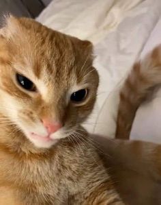 an orange cat laying on top of a bed