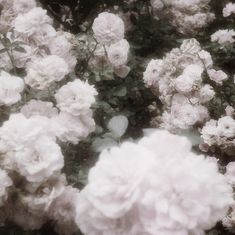 white flowers are blooming in the garden