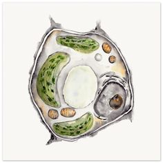 an animal cell is shown with cucumbers and other things on it's surface