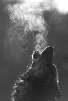 Wolves Artwork, Wolves Photography, Regnul Animal, Wolf Howling, White Photo, Animal Love, 귀여운 동물