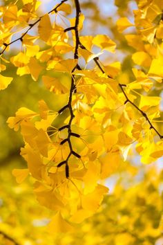 yellow leaves are hanging from the branches of a tree