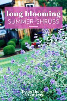 purple flowers in front of a house with the words long blooming summer shrubs on it