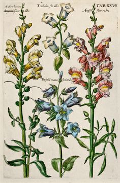 an illustration of flowers with leaves and stems