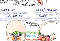 the diagram shows different parts of the human head and neck, including an ear, nose, and throat