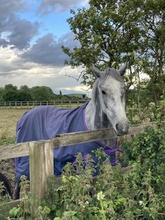 a gray horse wearing a blue blanket standing next to a wooden fence in a field