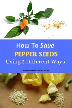 how to save pepper seeds using 3 different ways