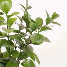 a plant with green leaves is shown in front of a white background