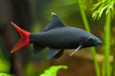 a black and red fish in an aquarium with green plants around it's edges