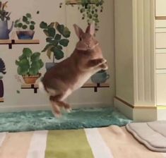 a rabbit jumping up into the air in front of a wall with potted plants on it