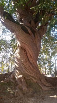 a very large tree with lots of leaves growing on it's trunk and branches