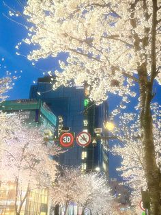 the trees are blooming in the city at night