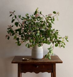 a potted plant sitting on top of a wooden table