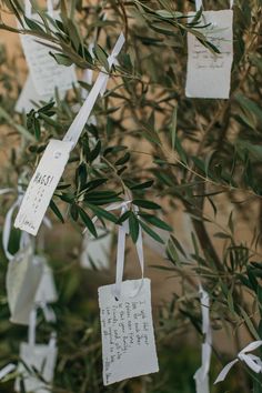 olive tree with tags hanging from it's branches for wedding guests to sign on