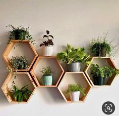 several hexagonal shelves with plants in them on a white wall behind the planters