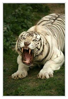 a white tiger with its mouth open and it's teeth wide open