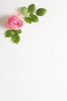 two pink roses and green leaves on a white background with space for text or image