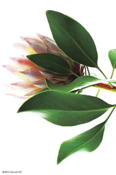 :-) Protea Flowers, Garnet Hill, Floral Theme, Flowers Plants, Green Life, Flower Lover