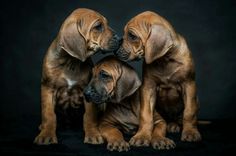 two puppies are sitting next to each other on a black background with their noses close together