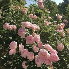 pink roses are blooming in the garden