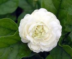 a white flower with green leaves in the background