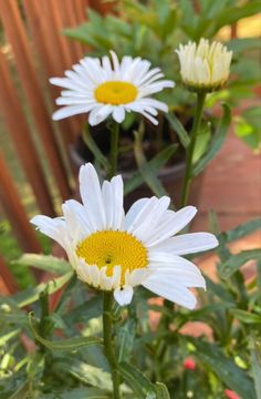 three white daisies with yellow centers are in the foreground and behind them is a potted plant