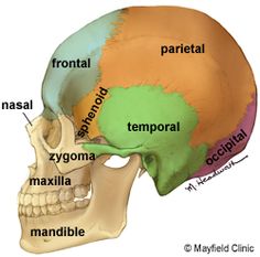 the bones of the head and neck are labeled in this diagram, which shows the major areas of the skull