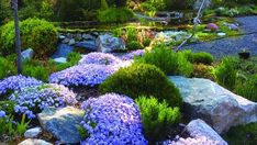 a garden with rocks and flowers in it