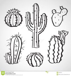 hand drawn cactus and succulents