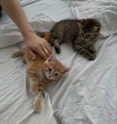 two kittens are laying on the bed and being petted