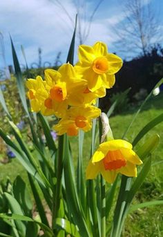 yellow daffodils are blooming in the garden