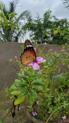 a butterfly sitting on top of a pink flower in a planter filled with purple flowers