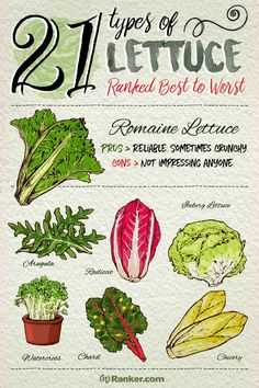 the twelve types of lettuce are featured in this book, which is also available for