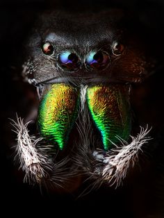 a close up view of a spider's eyes and body with feathers on it