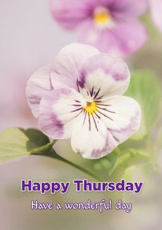 two purple and white flowers with the words happy thursday have a wonderful day