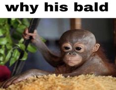 a baby monkey sitting on top of a pile of hay next to a plant with the caption, why his bald?