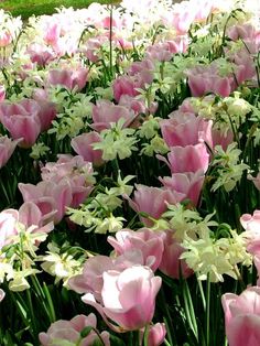 many pink and white flowers in the grass