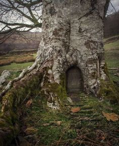 an old tree with a door in it