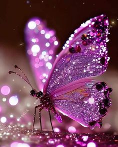 a purple butterfly sitting on top of a pink surface with lots of lights in the background