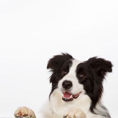 a black and white dog laying down with his paw on the table next to it