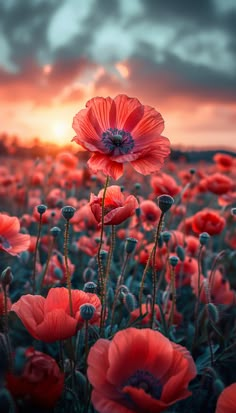 a field full of red flowers with the sun setting in the distance behind them and clouds