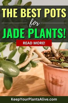 the best pots for jade plants read more